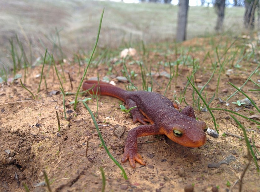 This guy froze and did pushups for my camera.